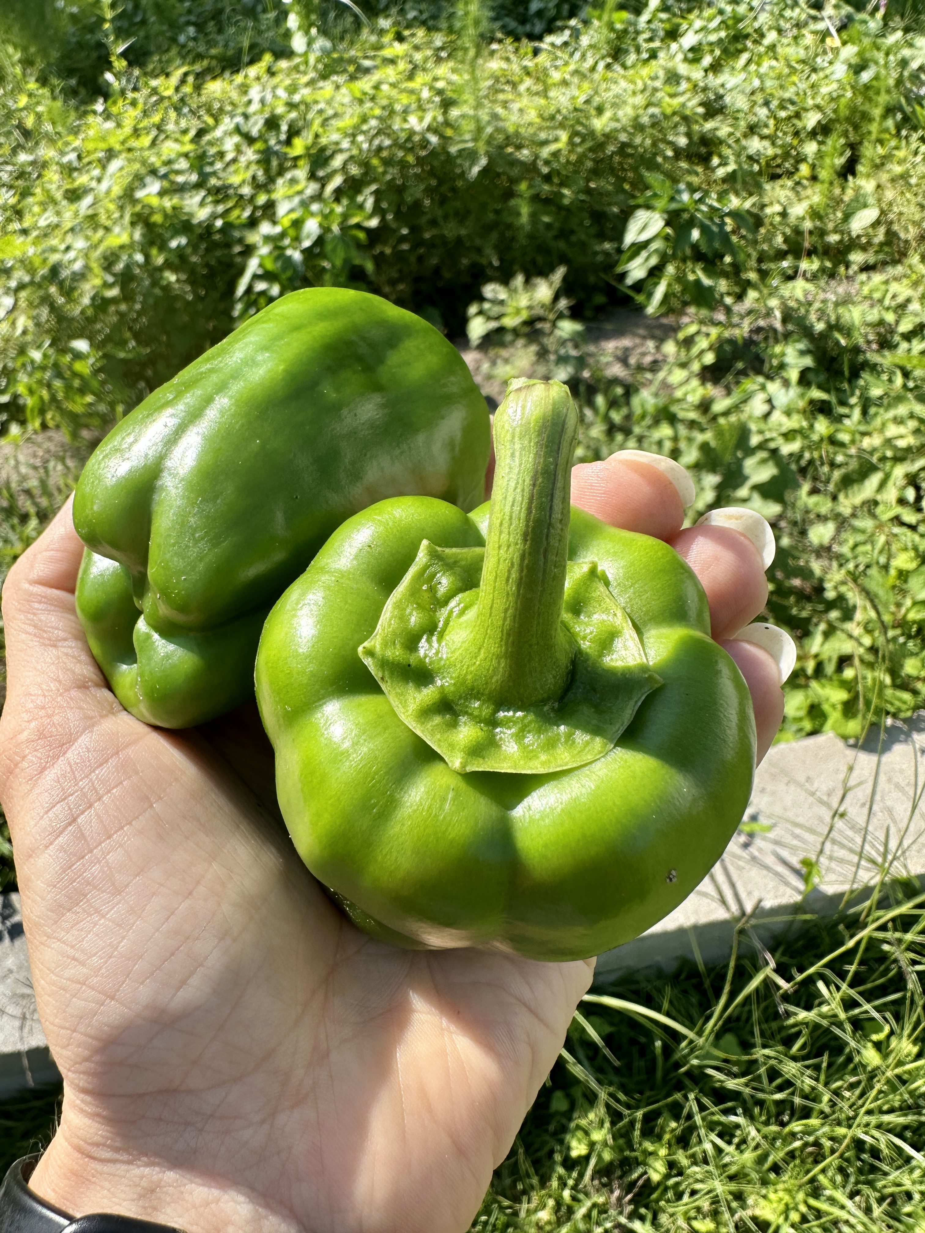 Garden Wrap-UP